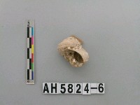 藏品(貝類)的圖片